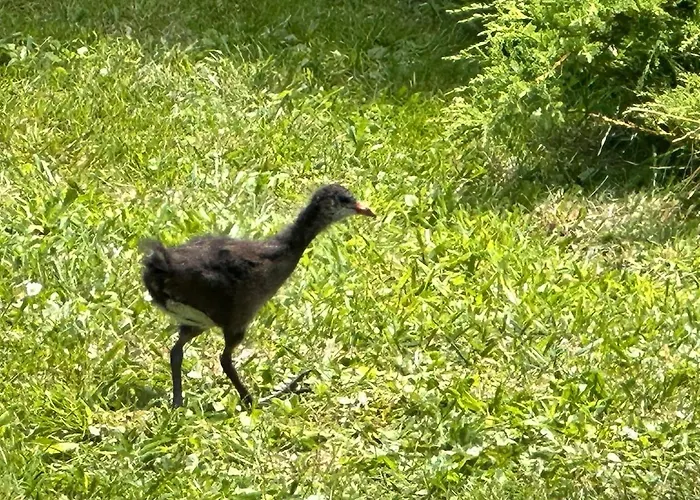 Le Rosie Au Bord Du Avec Jacuzzi Apartment *